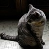 猫/ポーズ取ってくれました