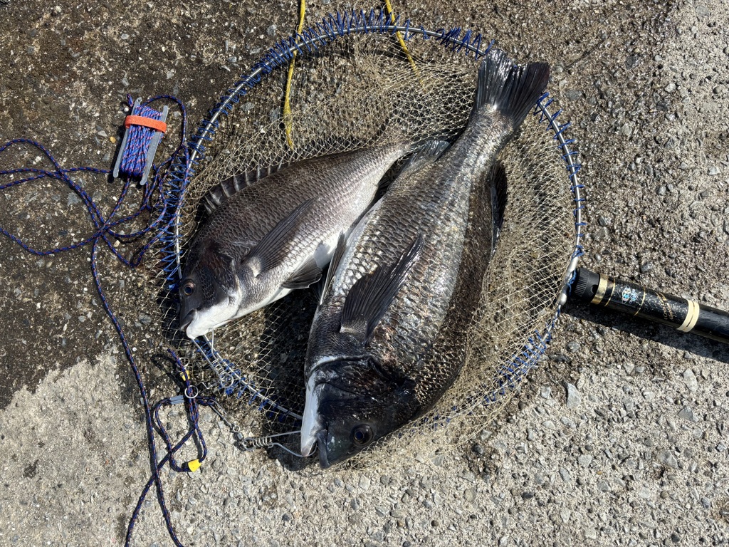 釣り好き専用です / iphoneスケッチ