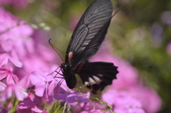 クロアゲハ・アップ３題の２/◆花・草木+α