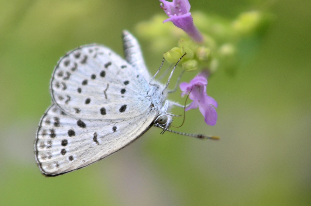 花・草木＋α/逆立ちと逆さま