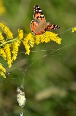 チョウの明と暗/花・草木＋α
