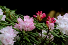 古刹にて/花・草木