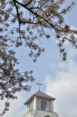 横浜/教会と桜