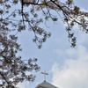横浜/教会と桜
