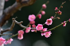 梅/花・草木