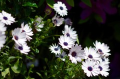 花・草木/恥ずかしながら？