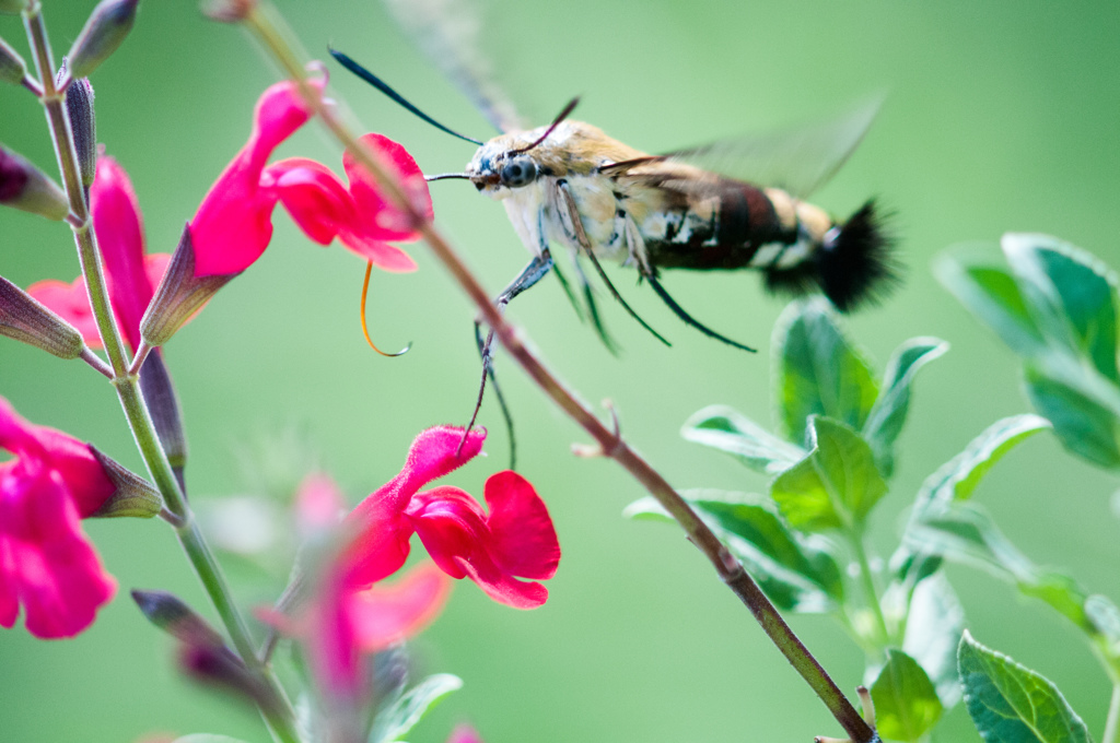 追加です/(新)花・草木＋α