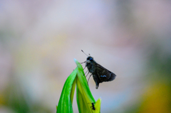 ツーショット…ですかね…/(新)花・草木+α