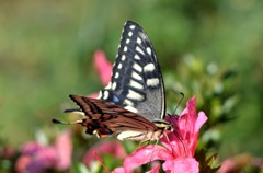 サツキ？とアゲハ２題　①/花・草木＋α