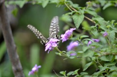 花・草木＋α/アゲハ３題　①