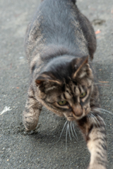 3枚組・2 / 猫食べちゃった！