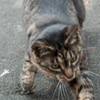 3枚組・2 / 猫食べちゃった！