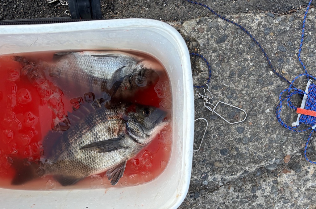 釣り好き専用 / 3連敗後の2連勝