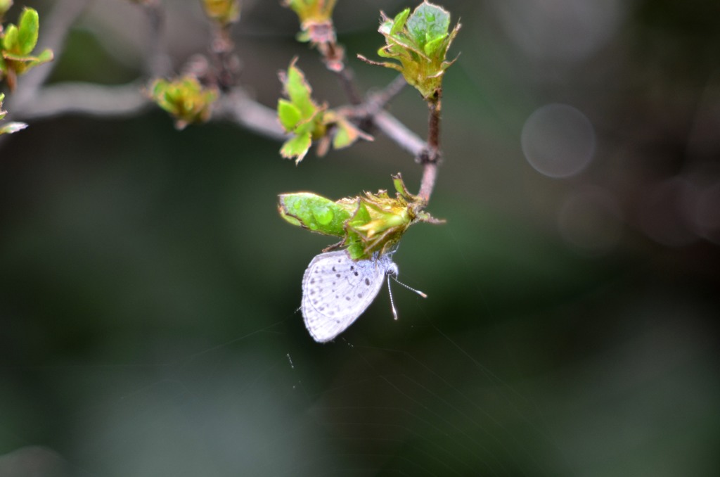 花・草木＋α/新鮮ネタ２題　①