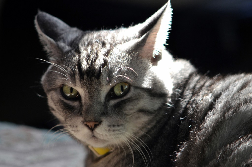 ■猫/　愛猫