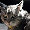 ■猫/　愛猫