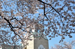 続・横浜の教会と桜　２題②