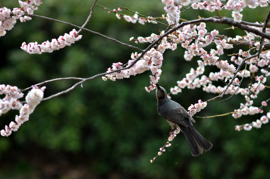 梅と鳥/私的スケッチ