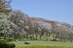 横浜/森林公園の桜風景２題　①