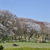 横浜/森林公園の桜風景２題　①