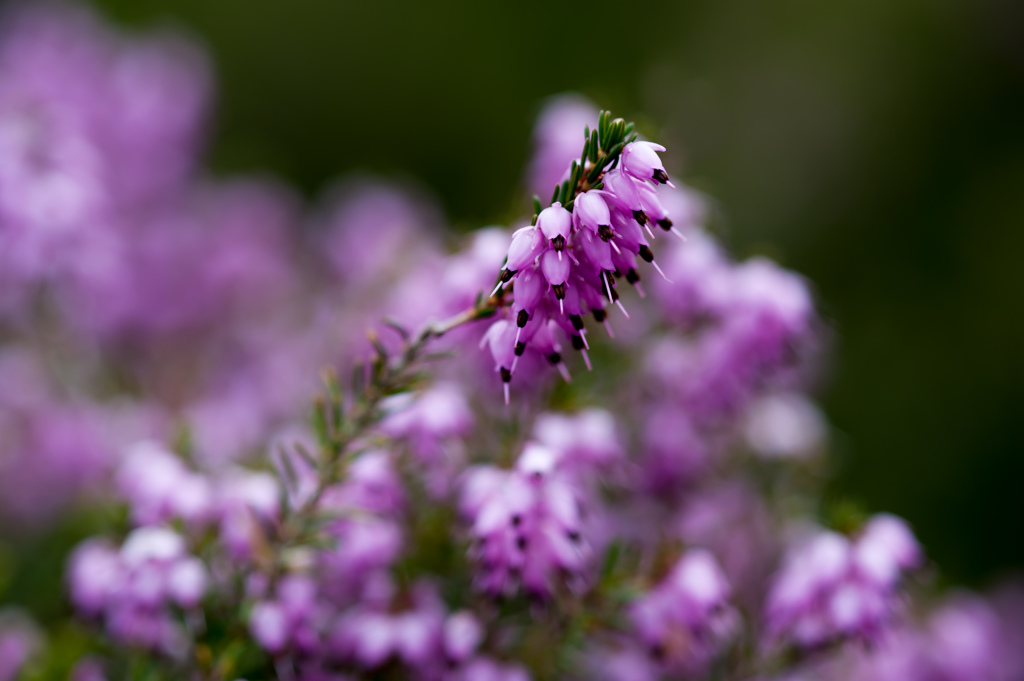 エリカ　名前に釣られました！/花・草木