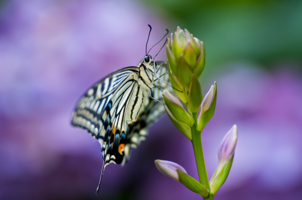 アジサイの季節のアゲハ/(新)花・草木＋α