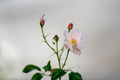 タッチを変えたバラ / 私的花・草木