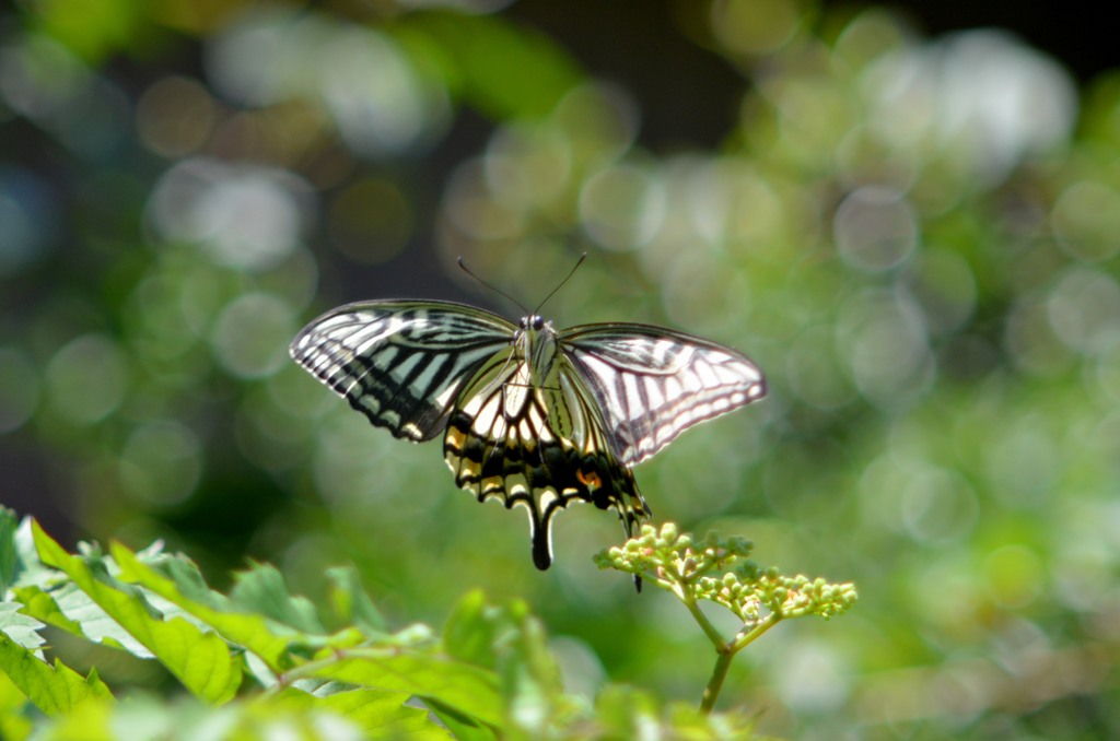 アゲハ３題　③/花・草木＋α