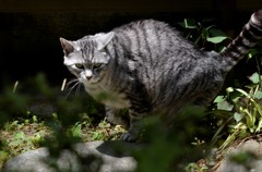 猫/野性を感じました