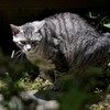猫/野性を感じました