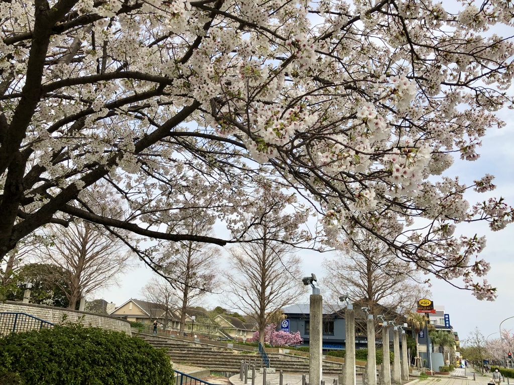 本牧桜並木