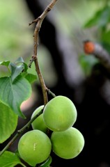 花・草木/青柿←訂正：梅です！