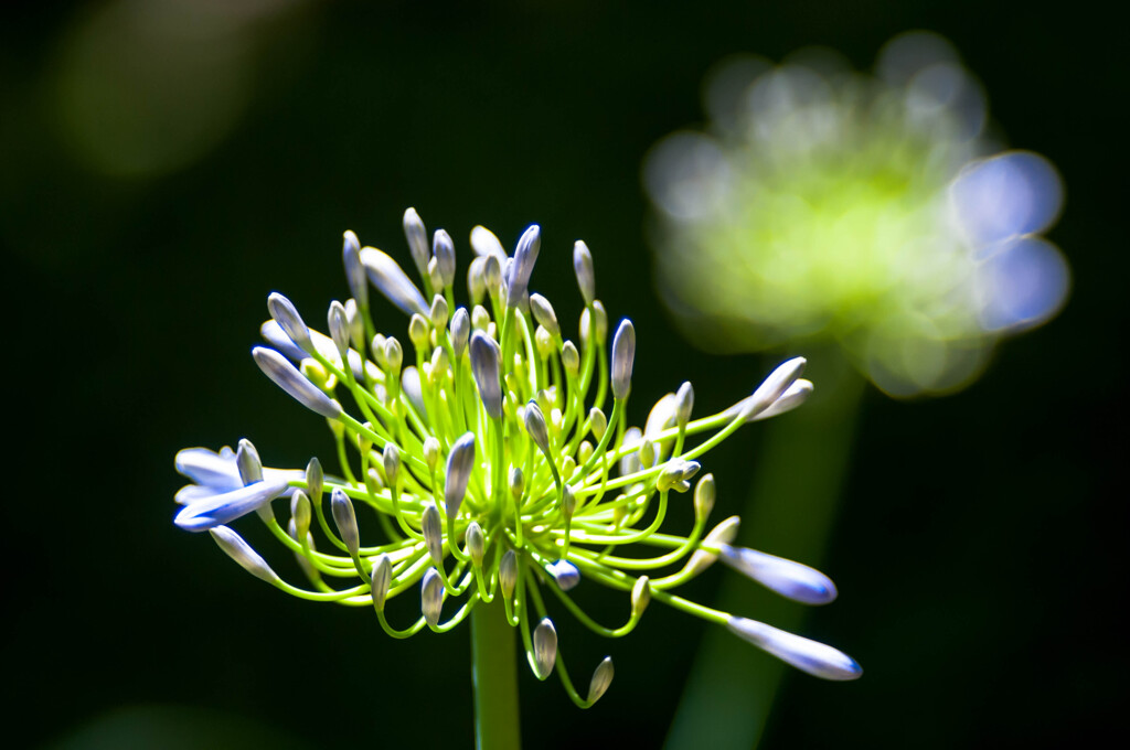 光っていました / 私的花・草木