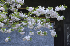 古刹にて/花・草木