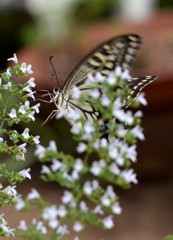 花・草木＋α/アゲハ２題　②
