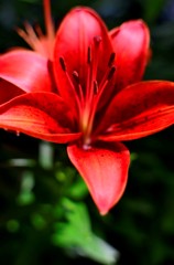 花・草木/赤いユリ