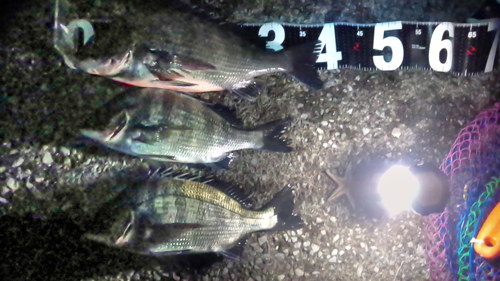 番外１５/釣り好き専用です！