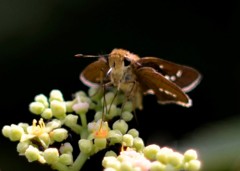 花・草木＋α/セセリチョウ２題②