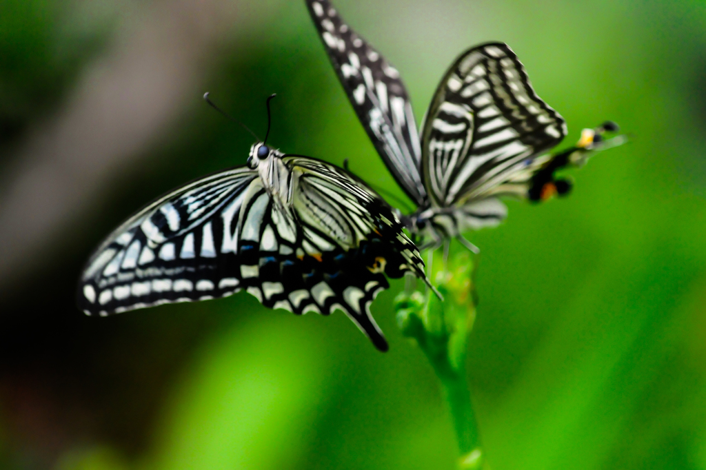 アゲハ二頭撮り２/(新)花・草木+α