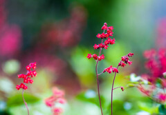 可憐な小さな花 / 私的花・草木