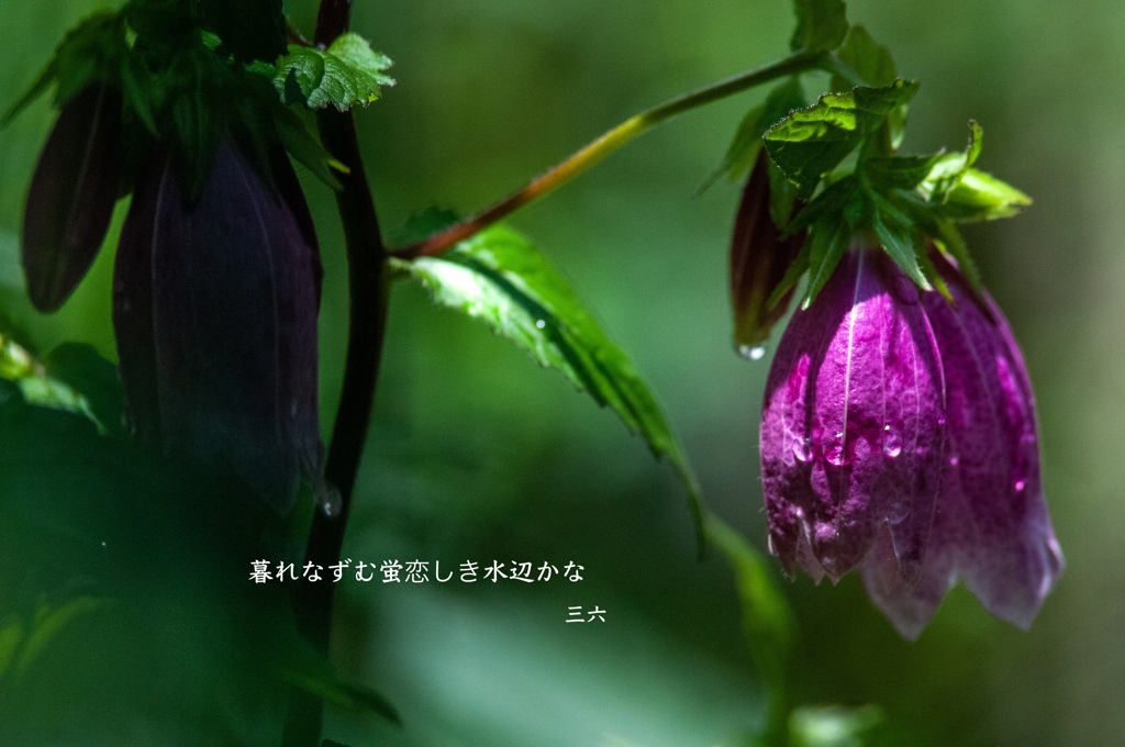 私的写真句