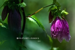 私的写真句