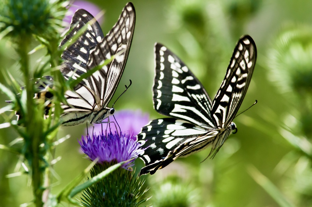 アタック！・７/ 私選二頭撮り