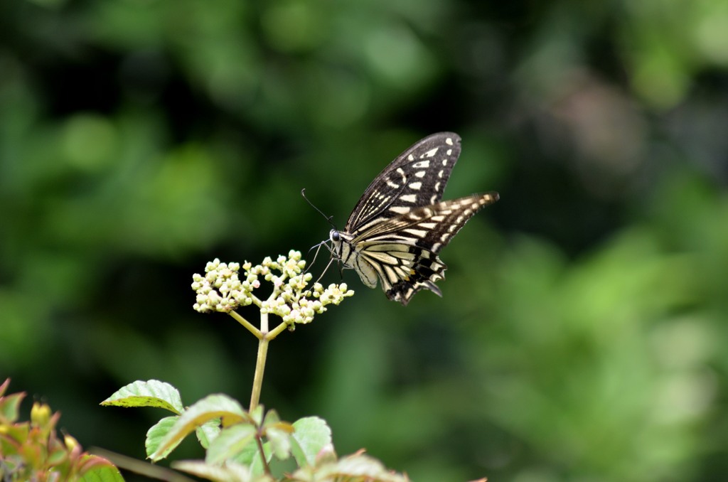 アゲハ２題　②/花・草木＋α