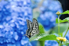 アジサイとチョウ＝アゲハ・4