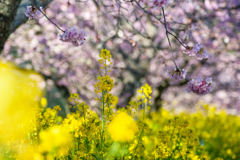 河津桜・3