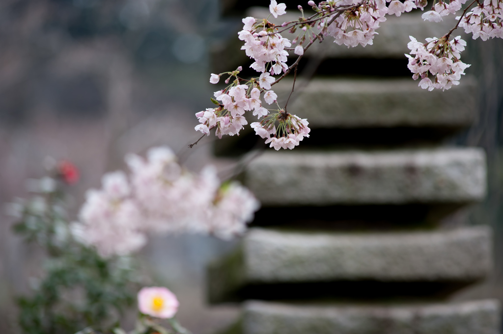 古刹の花/私的花・草木