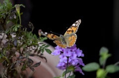 花・草木＋α/どちらもお似合い　２題①