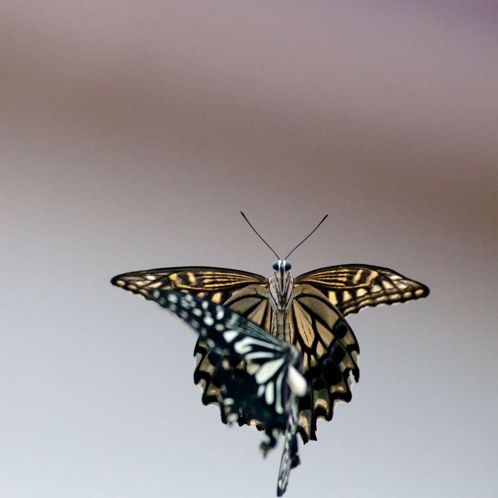 道端の二頭・２