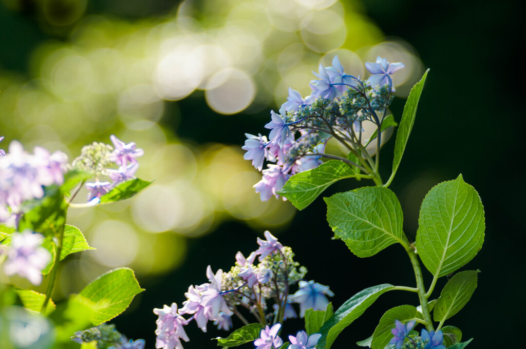 アジサイが咲いていた / 私的花・草木